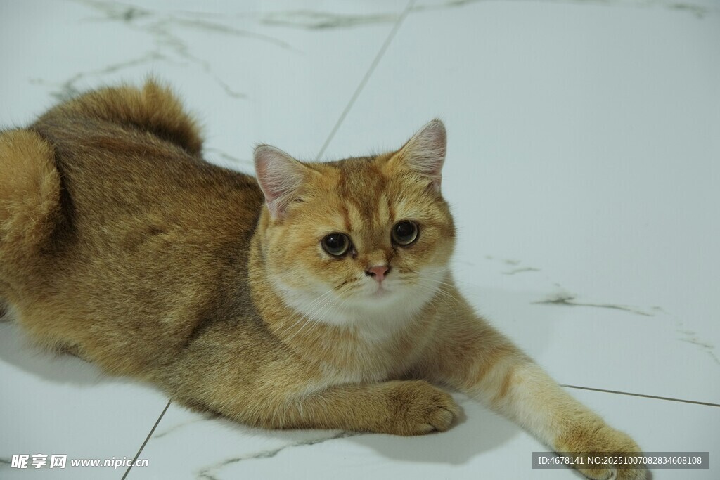 趴着的可爱金渐层猫咪