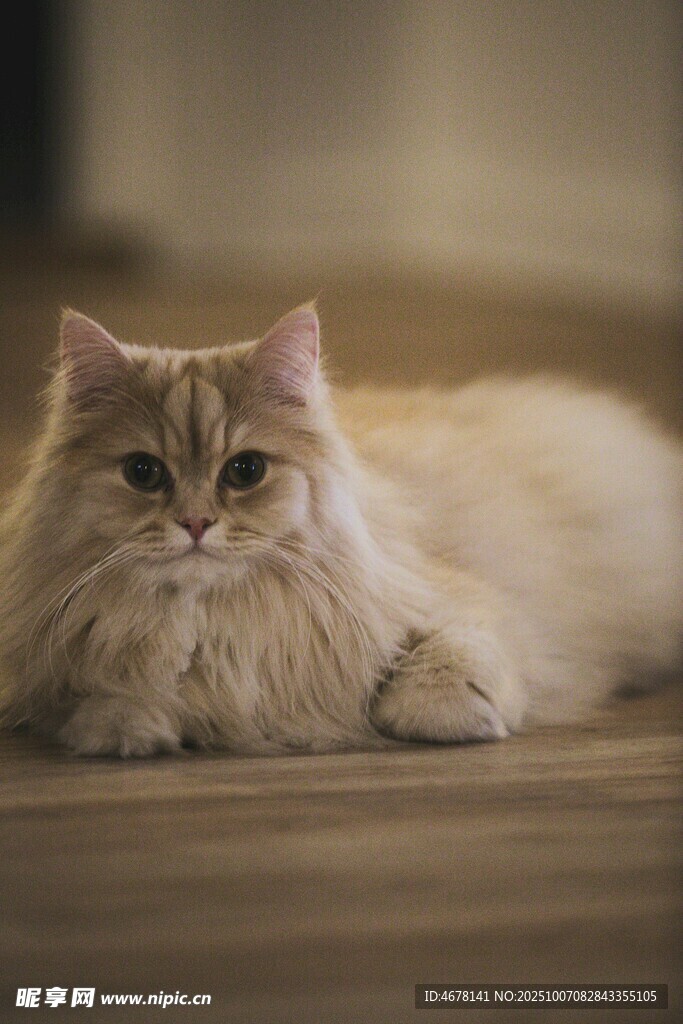 慵懒长毛猫惬意趴地