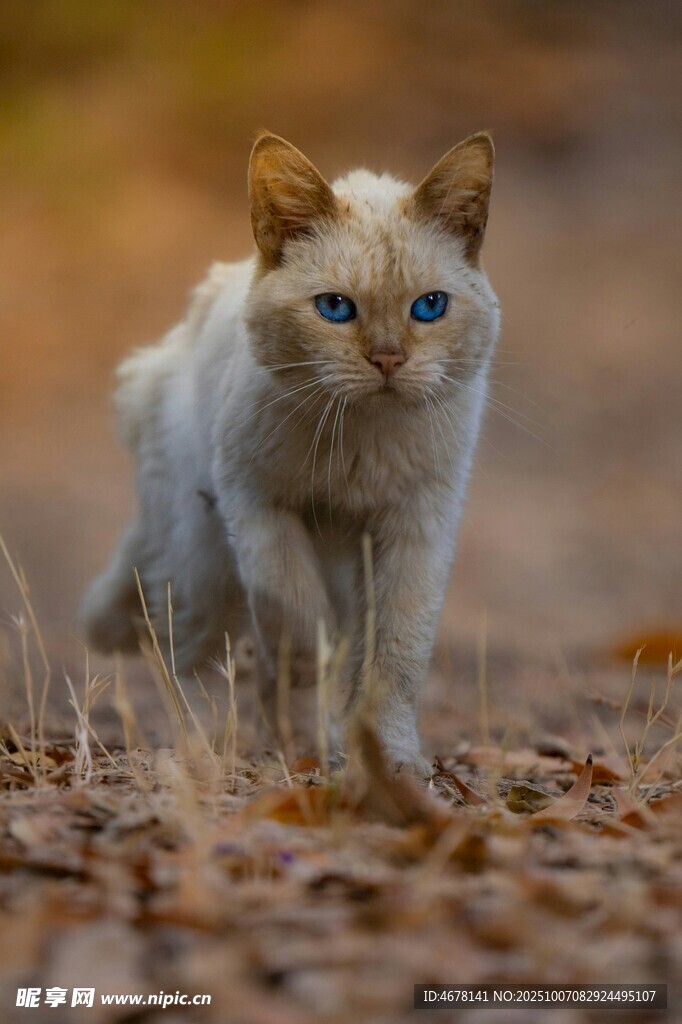 行走在落叶中的可爱小猫