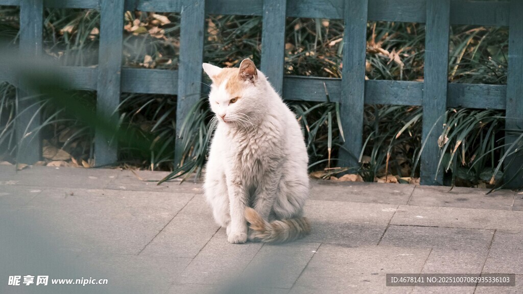 户外蹲坐的可爱猫咪
