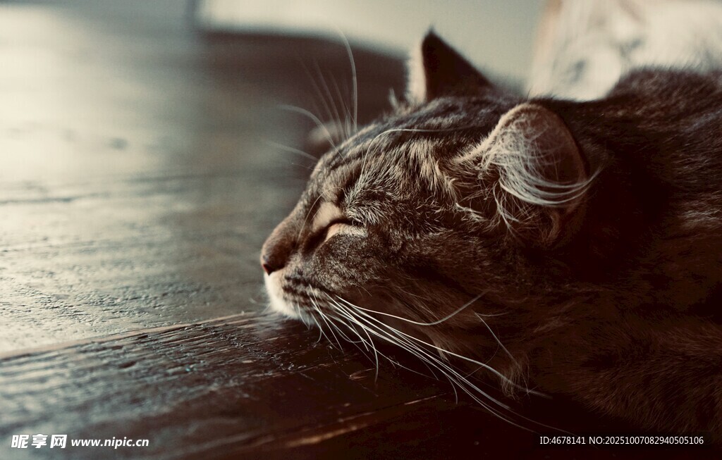 窗边小憩的斑纹猫咪