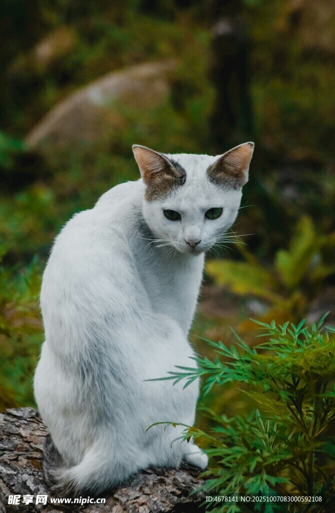 白色猫咪坐于自然环境中
