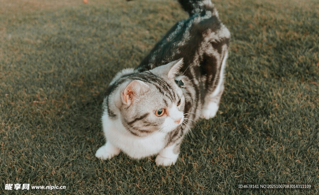 草地上的可爱猫咪