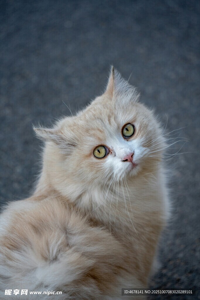 可爱长毛猫坐立凝视