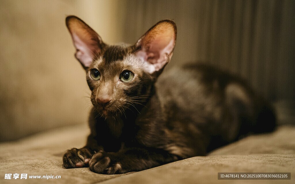 可爱无毛猫趴卧