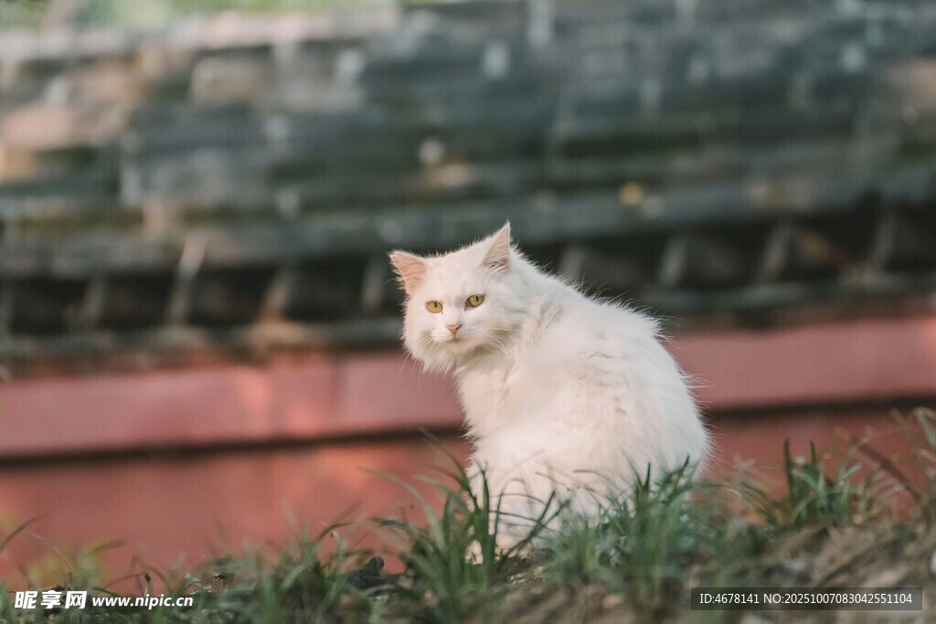 草地上的白色猫咪