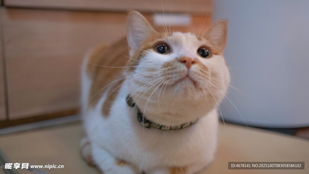 仰头的可爱猫咪