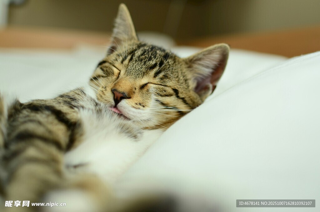 酣睡的可爱猫咪