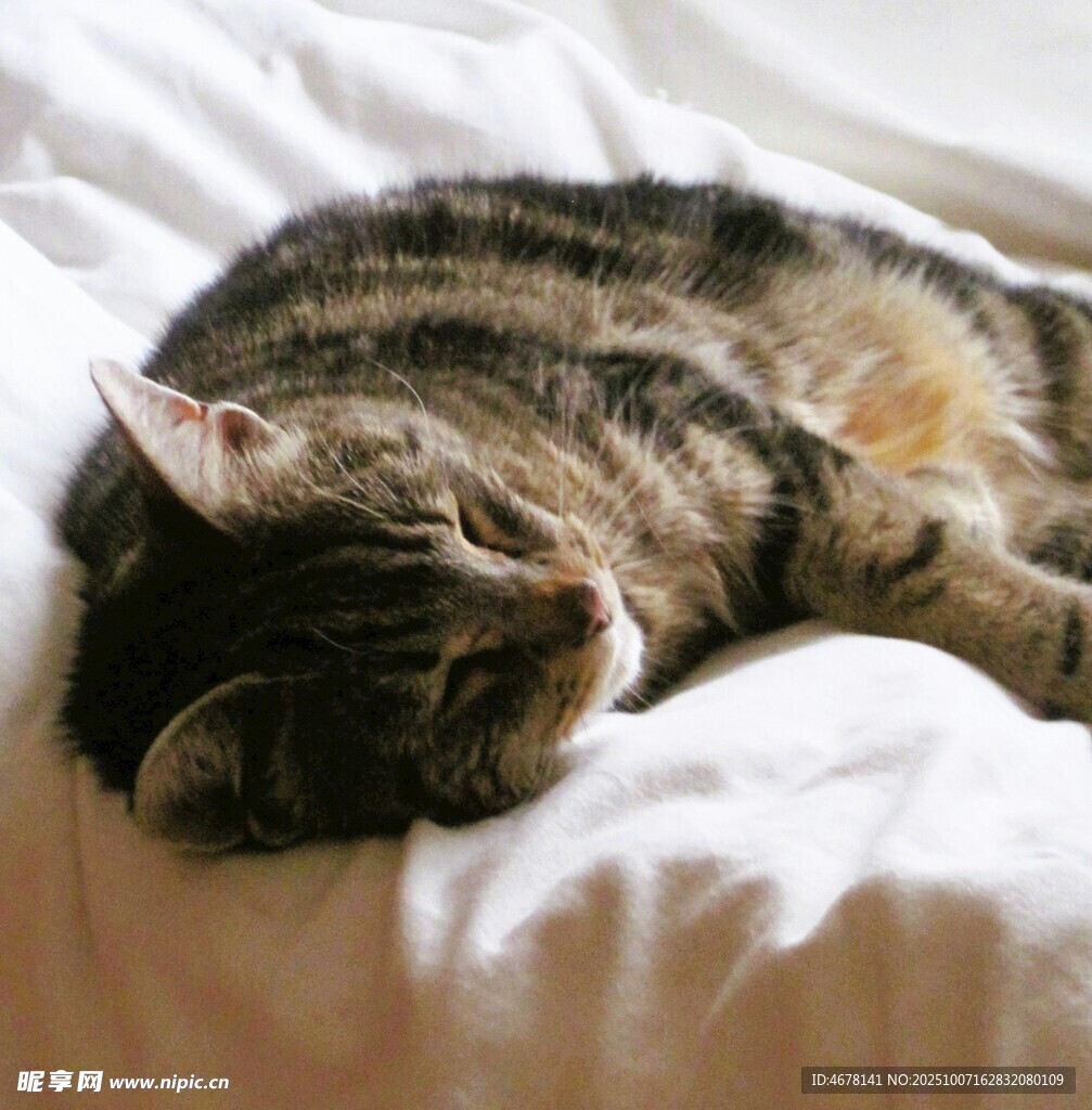 猫咪舒适地蜷卧在白床上