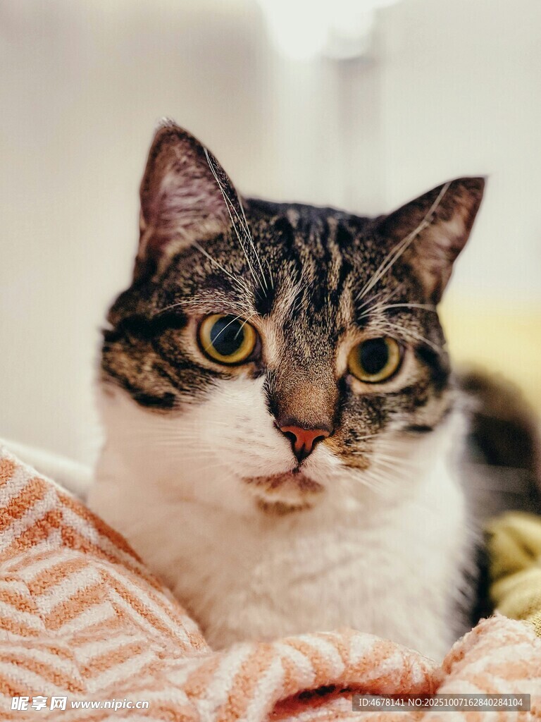 可爱猫咪躺卧在织物上