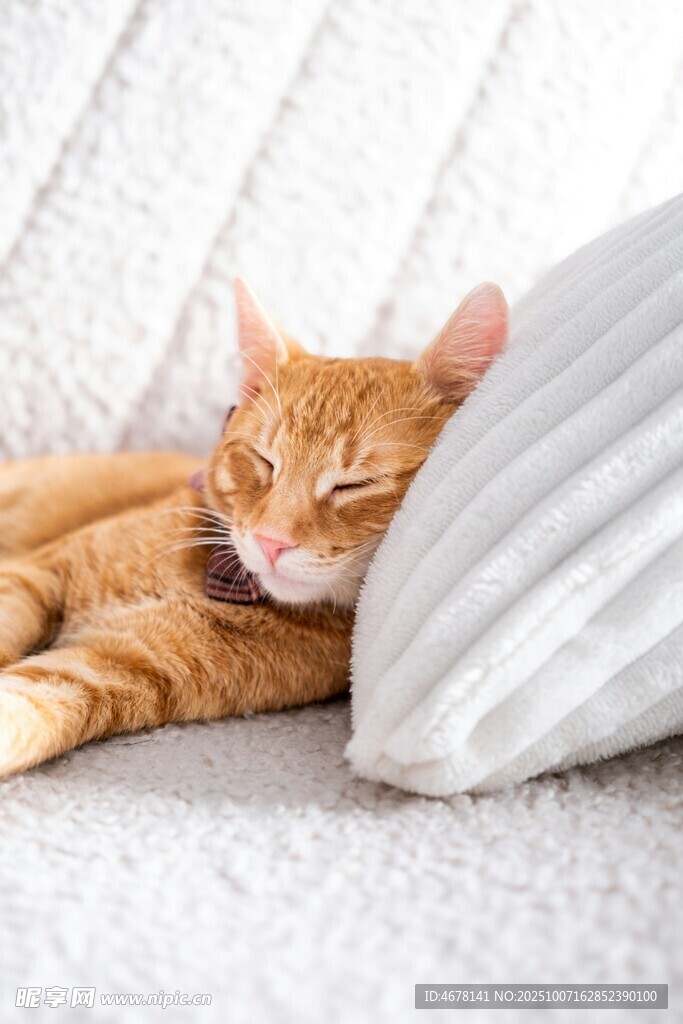 橘猫惬意躺卧在柔软处