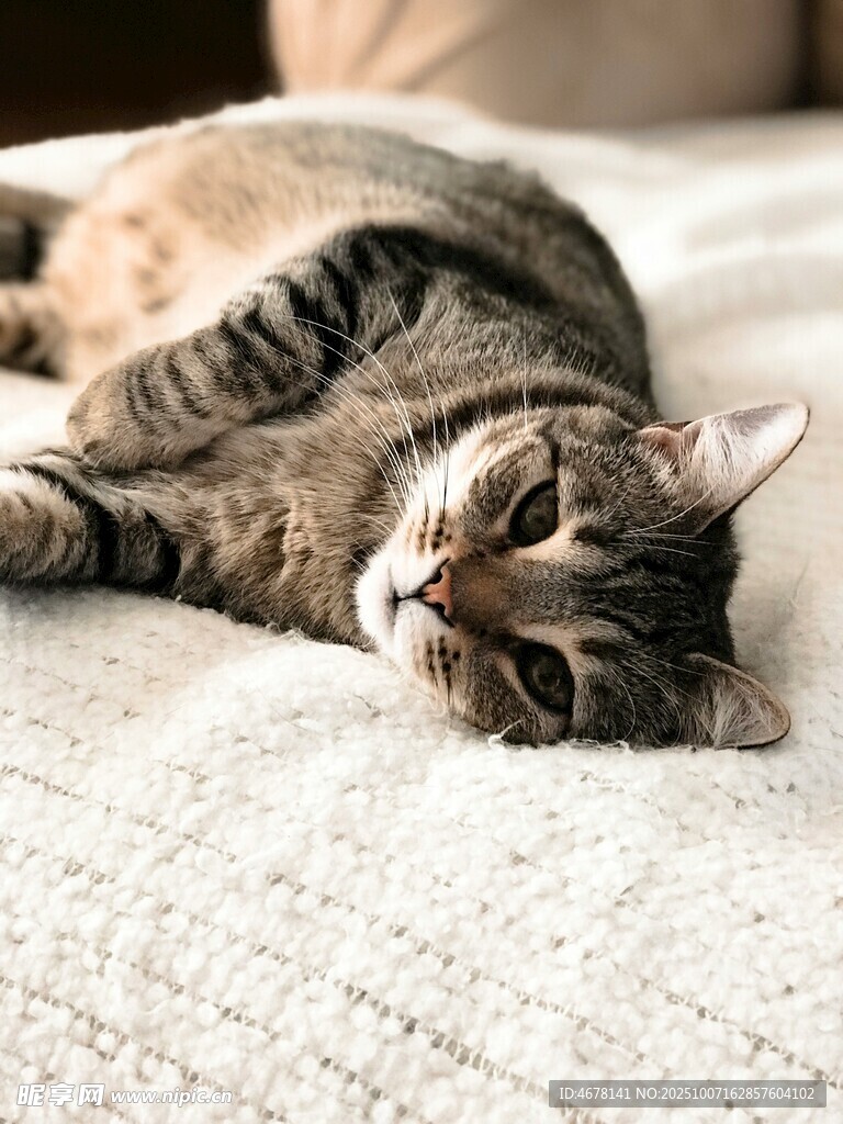 慵懒猫咪惬意躺卧