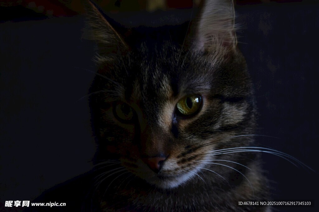 黑暗中的斑纹猫