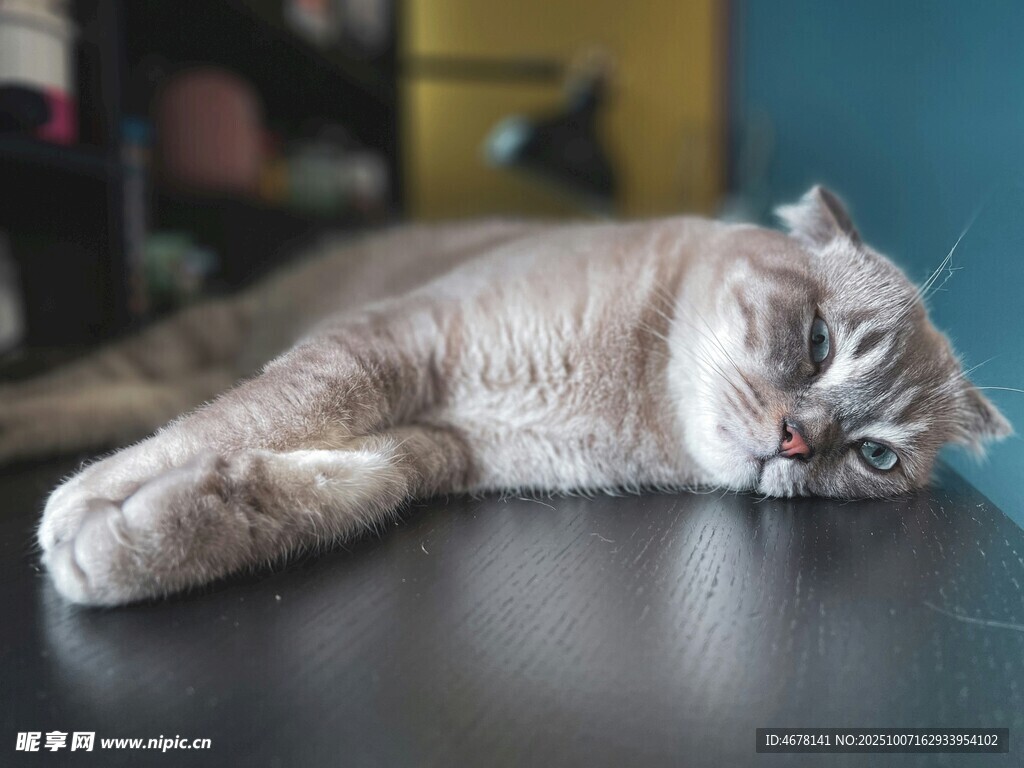 慵懒猫咪惬意趴桌