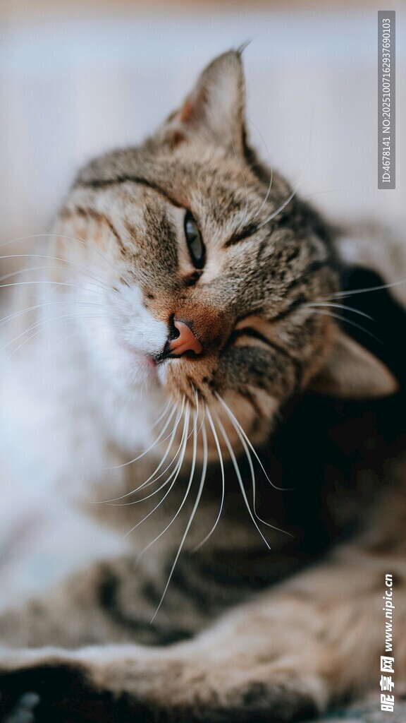 慵懒猫咪惬意休憩