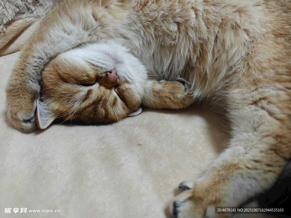 酣睡的猫咪