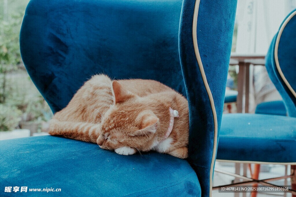 蓝椅上安睡的橘猫