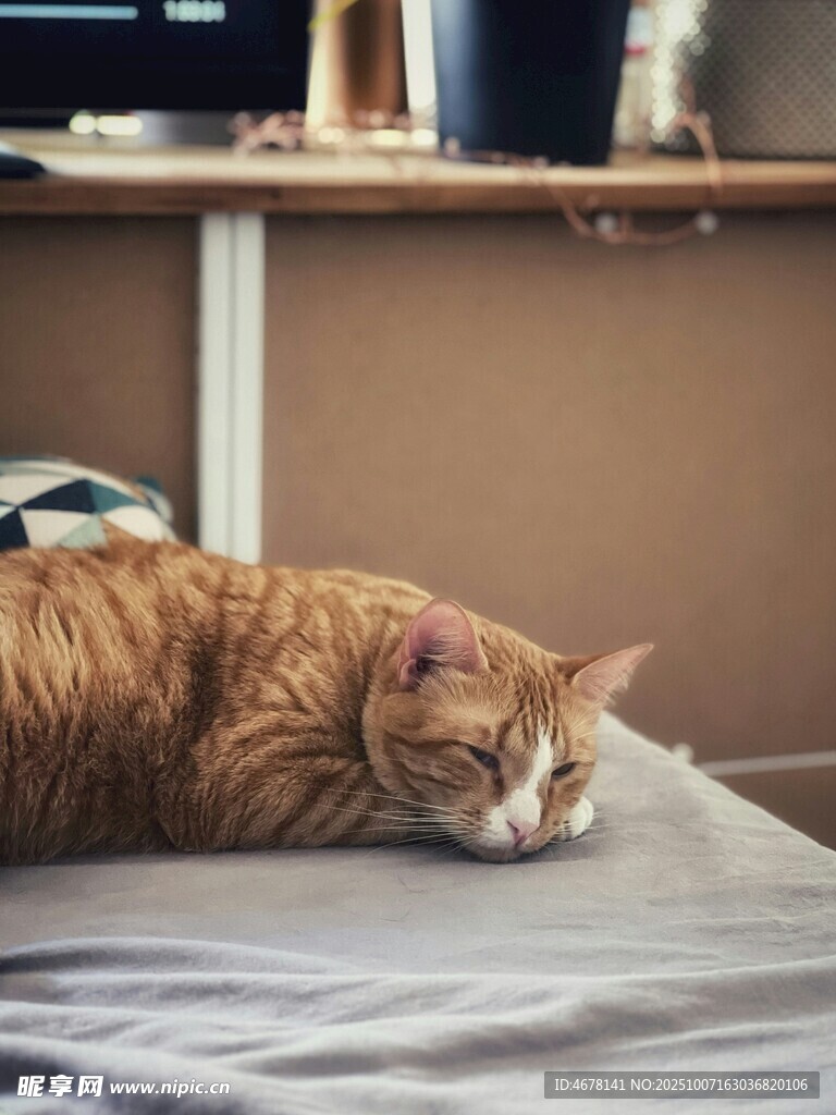 橘猫床上惬意入眠
