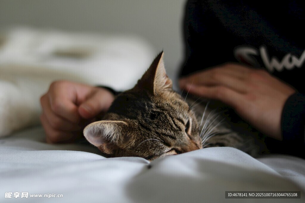 人轻抚下惬意的猫咪