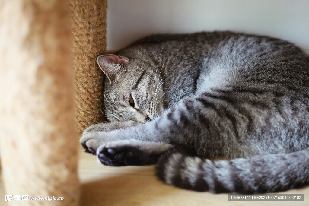 酣睡的条纹猫咪