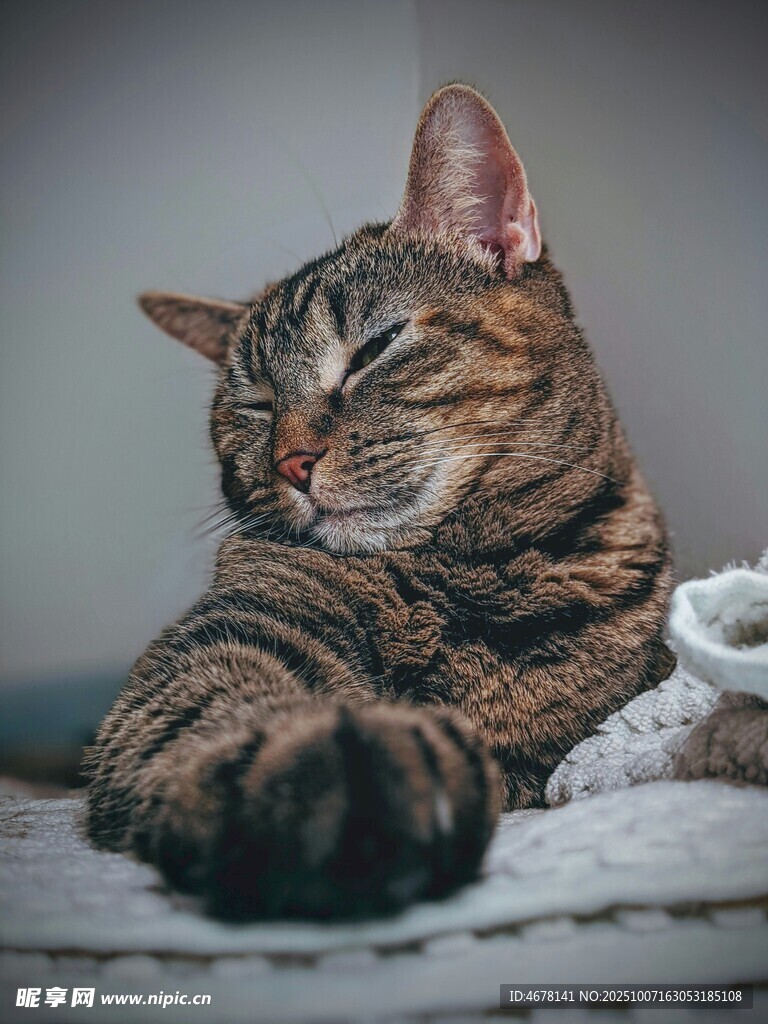 慵懒猫咪惬意休憩