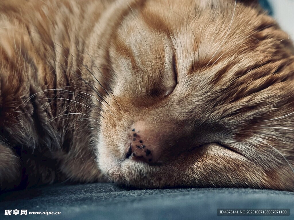 熟睡的橘猫