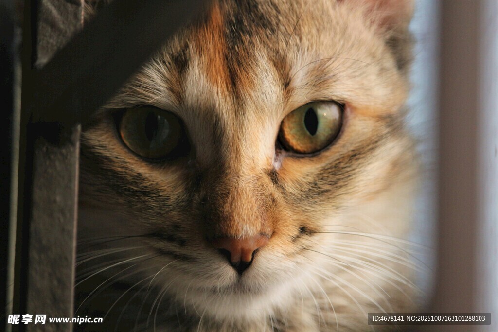 躲在角落的可爱猫咪
