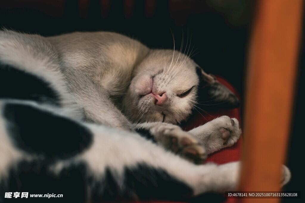 熟睡的猫咪