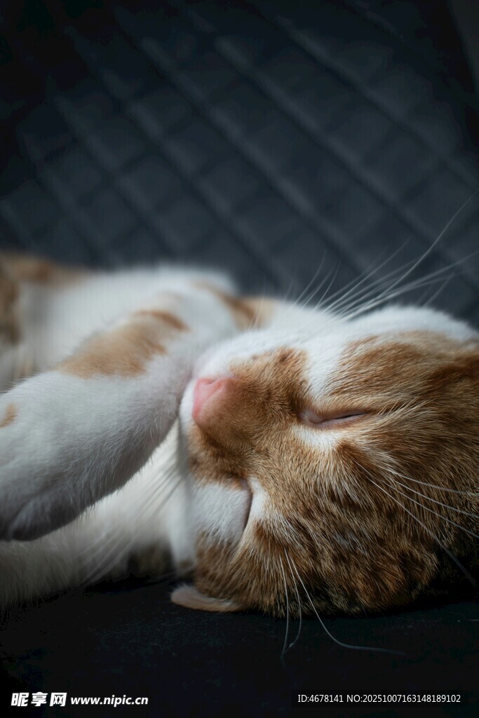 酣睡的猫咪