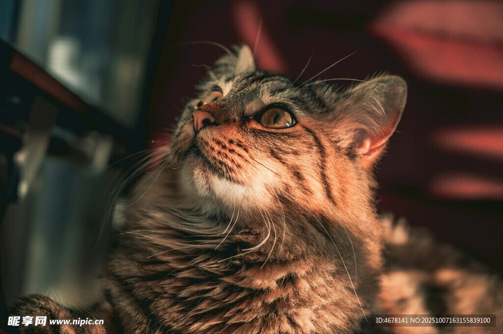 仰头的斑纹猫咪