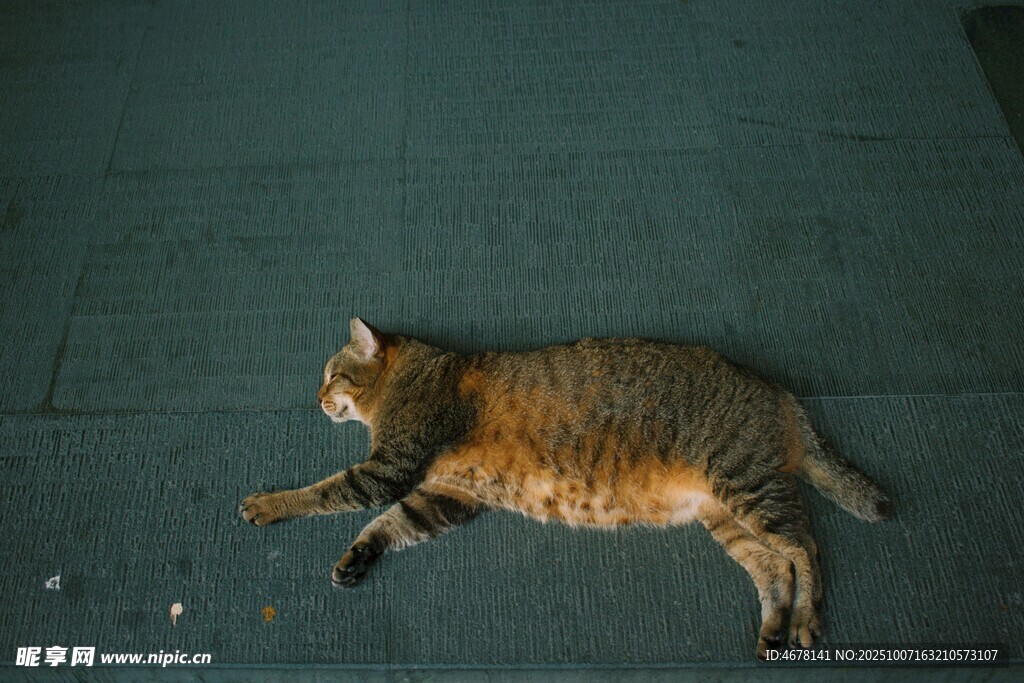 躺卧在地面的斑纹猫咪