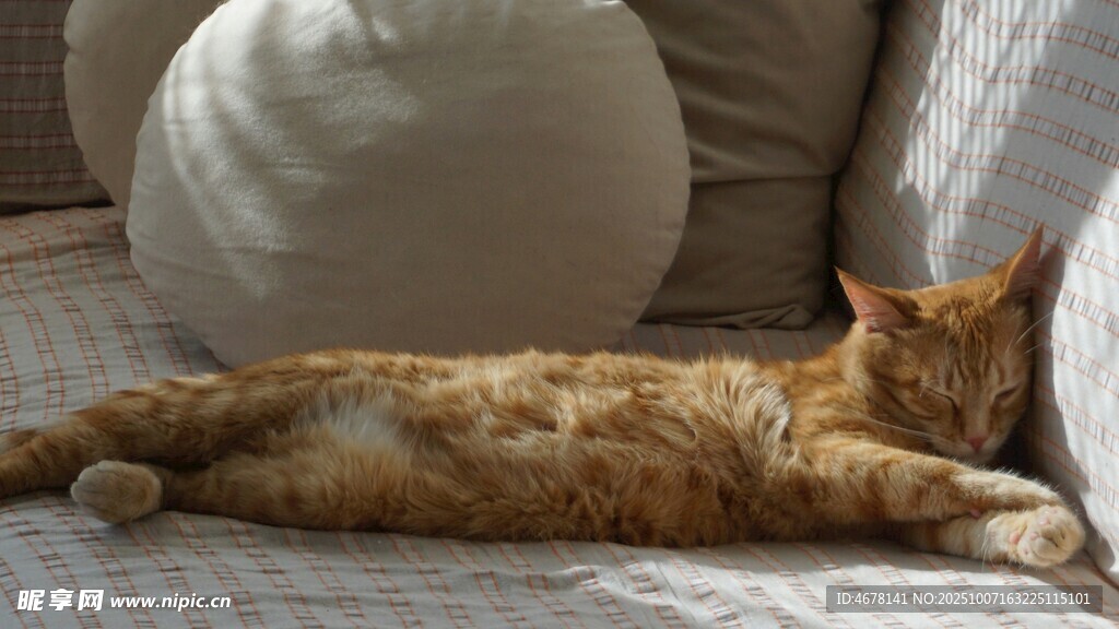 橘猫惬意躺沙发
