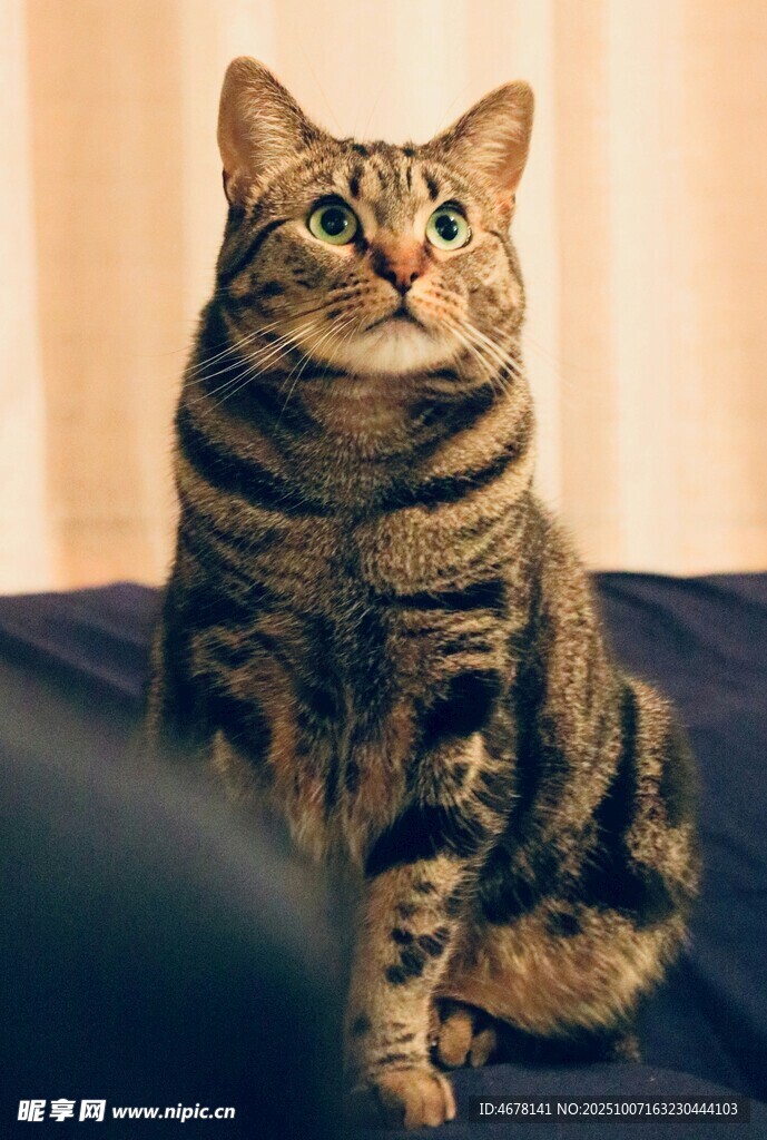 可爱条纹猫抬头望