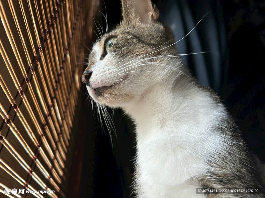 窗边猫咪惬意仰头