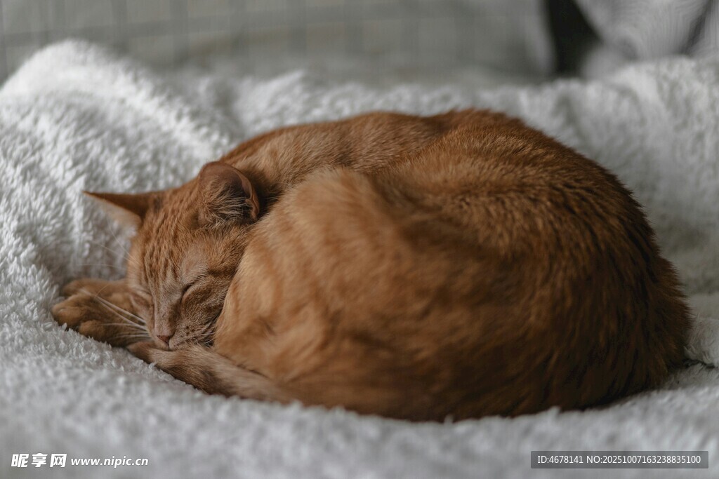 蜷睡在毛毯上的橘猫