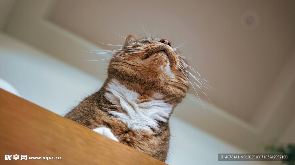 仰头猫咪的可爱瞬间