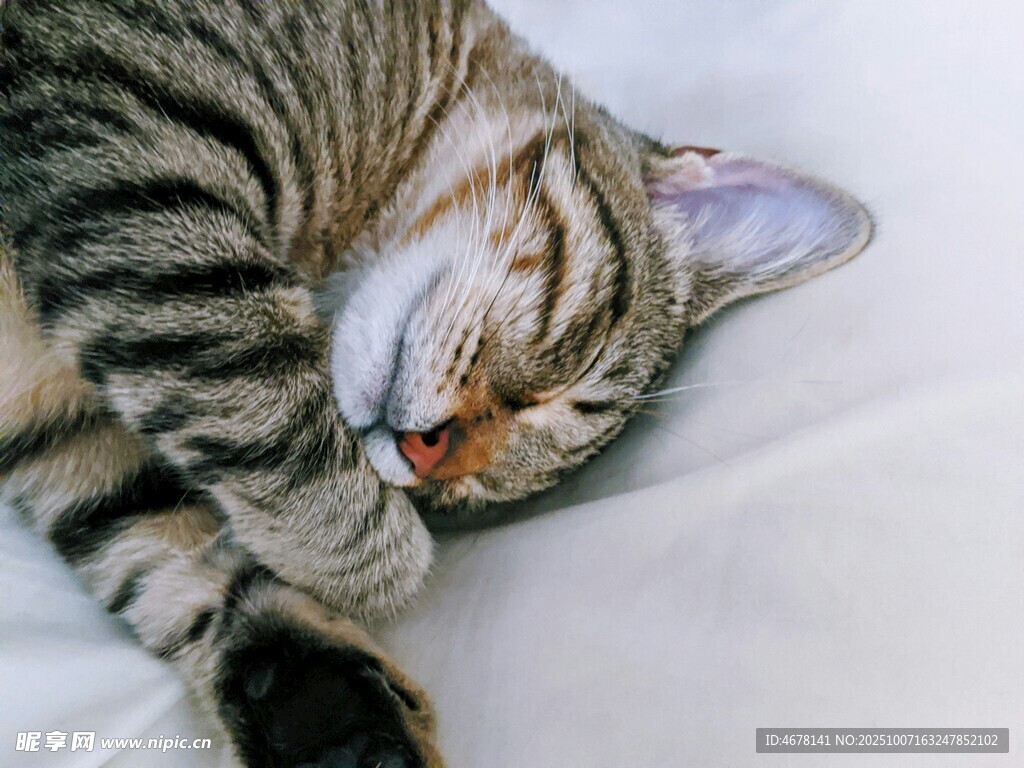 熟睡的条纹猫咪