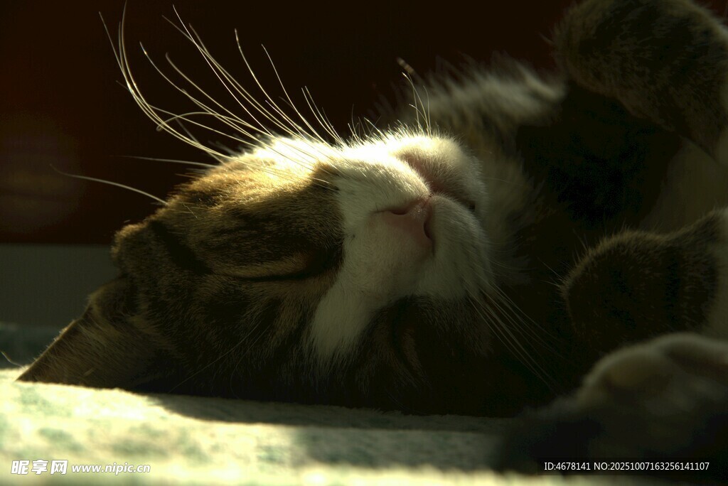 猫咪惬意躺卧晒太阳