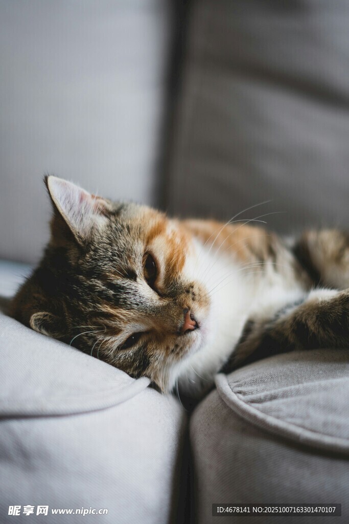 慵懒猫咪惬意躺沙发