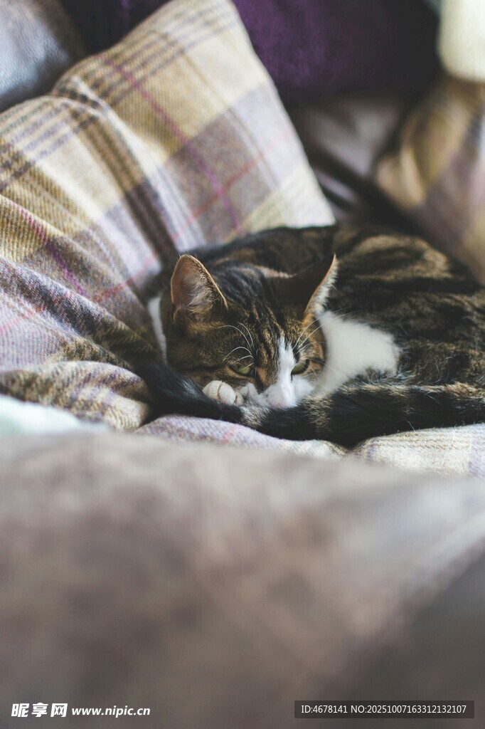猫咪惬意躺卧在柔软处
