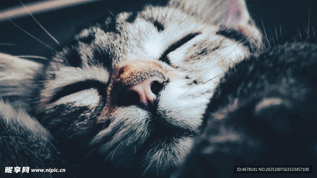 酣睡的猫咪
