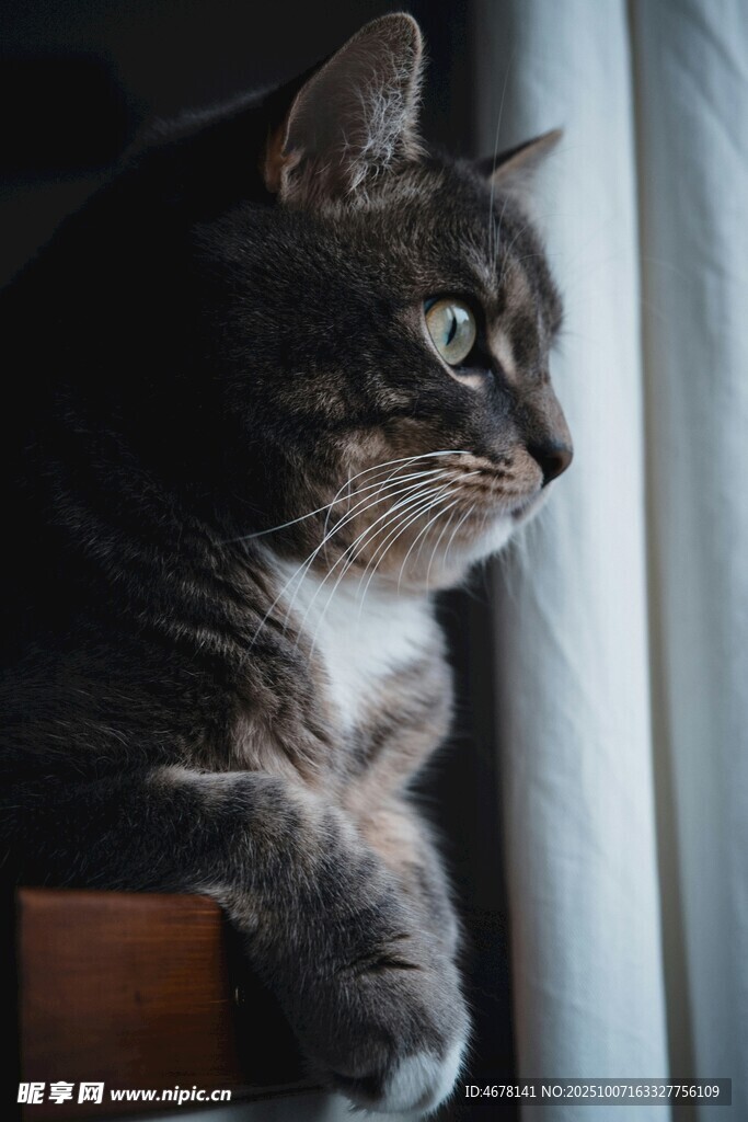 窗边猫咪凝视远方