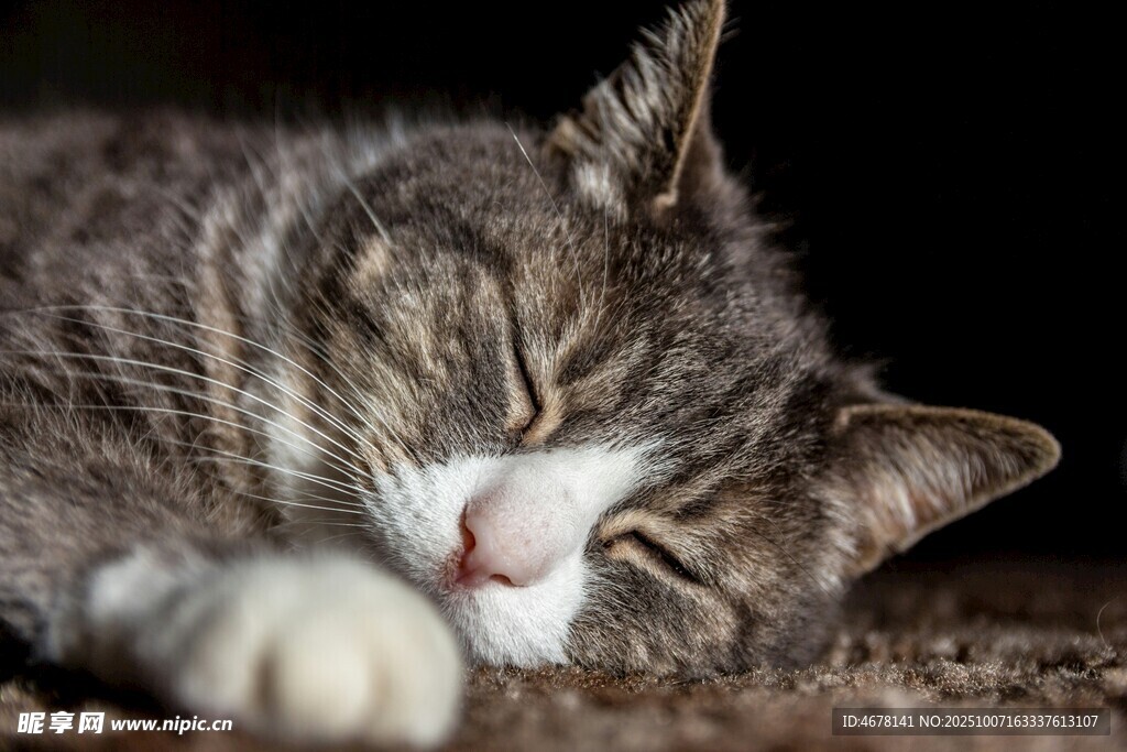 酣睡的条纹猫咪