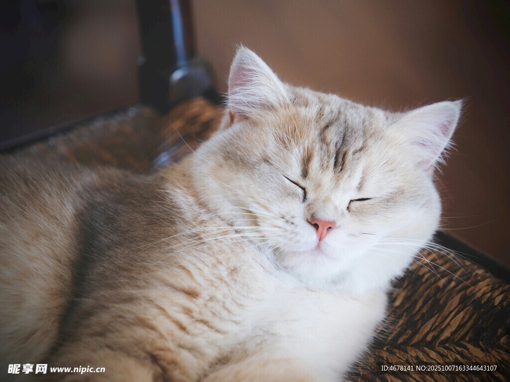 慵懒猫咪惬意休憩