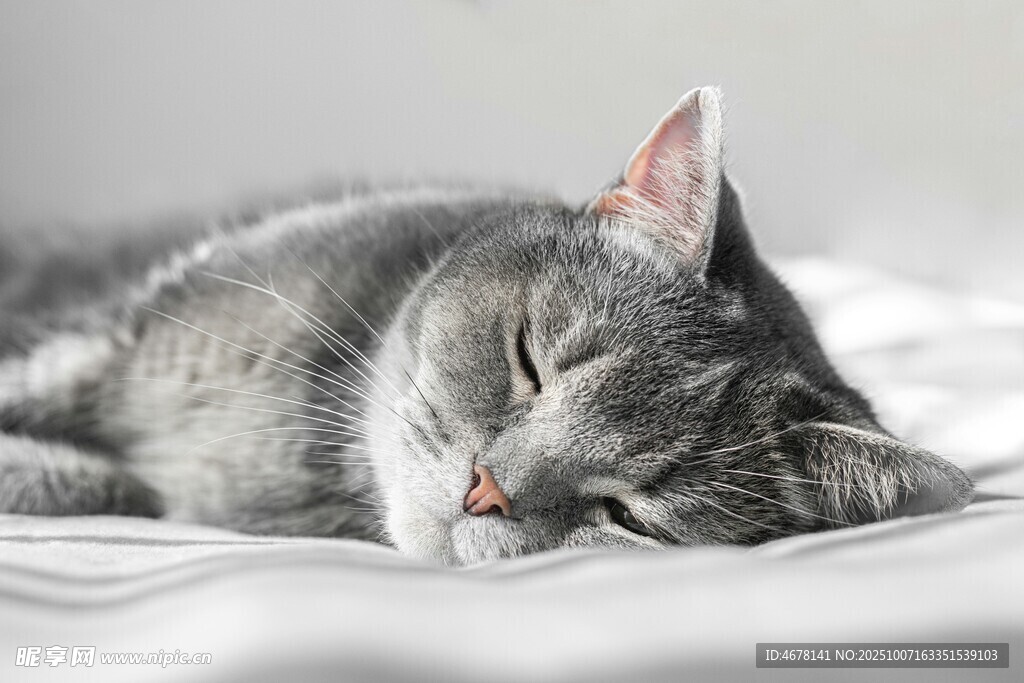 熟睡的灰猫