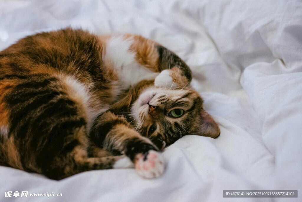 酣睡的三色猫咪