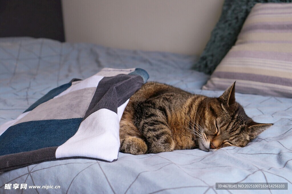 床上酣睡的条纹猫咪