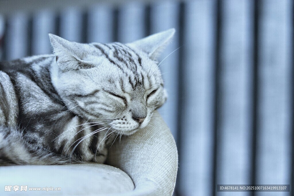 蜷卧猫咪尽显慵懒姿态