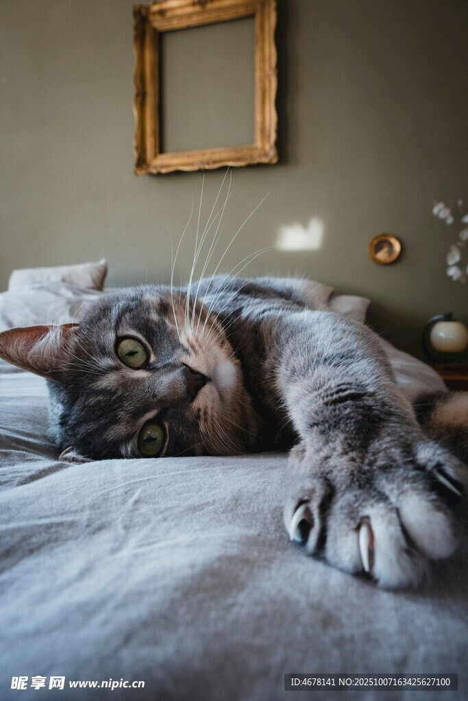 慵懒猫咪惬意躺卧在床上