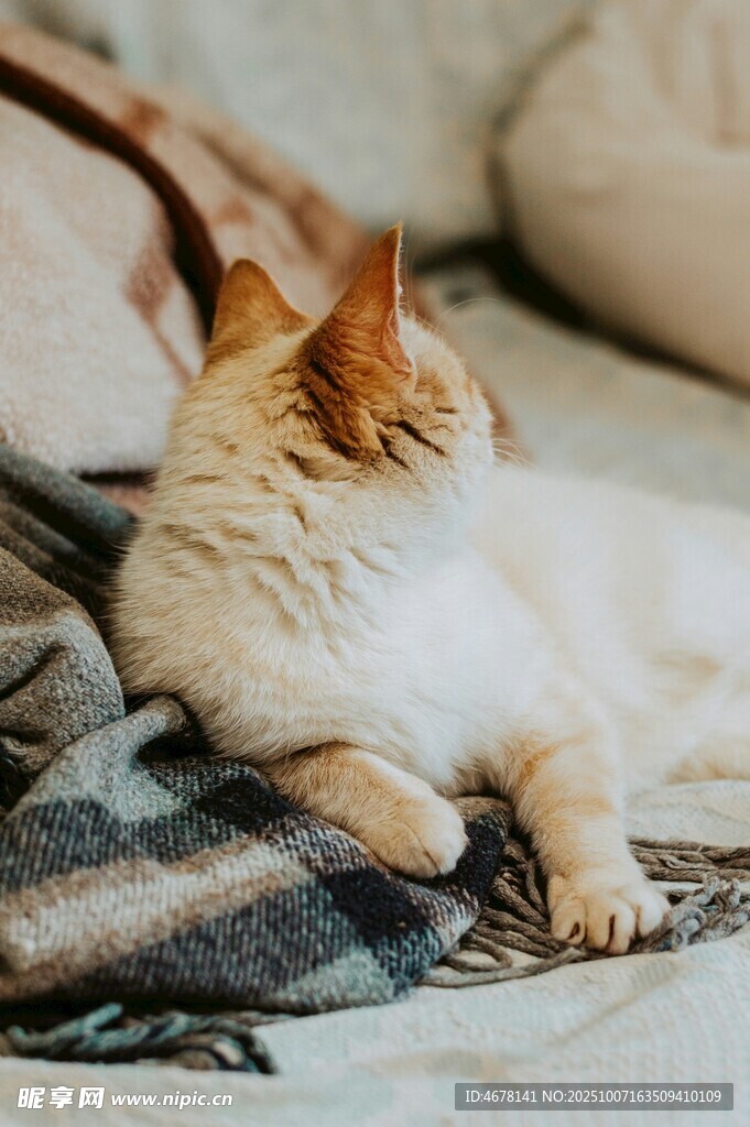 慵懒猫咪惬意躺卧